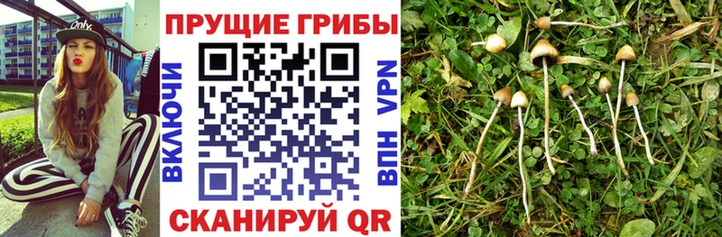 Галлюциногенные грибы Magic Shrooms  купить наркотики сайты  Красный Холм 